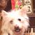 Megan Pickerel's profile image