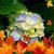 Claudia Cornwall's profile image