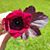 Angela VanOrder's profile image