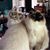 Karen Dees's profile image