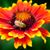 Donna Dellaria's profile image