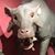 Bonnie Leigh's profile image