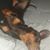 Stephen Farris's profile image