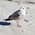 Michele Phillips's profile image