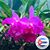 Mekeal Alarcon's profile image