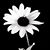 Krista Laybourne's profile image