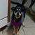 Sheryl Sutton-Sigler's profile image