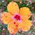 Fatso Aiea's profile image