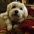 Kathy Lovett Thomas's profile image