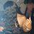 Kesi Powell's profile image