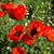 Sandy Hodsdon's profile image