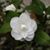 Azar Nassiri's profile image