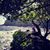 Amy Schillinger Powell's profile image
