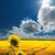 Cathy Webb Mattingly's profile image