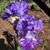 Cris Lamson's profile image