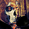 Øzzie N.'s profile image