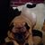 Debbie Conlon's profile image