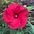 Merrilee Woodman Griffith's profile image