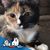 Elizabeth M Brown's profile image