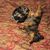 Jocelyn Hamby Potter's profile image