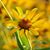 Julie Westwood's profile image