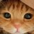 Jose Luis Romero Yañez's profile image