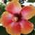 Janis Schulter's profile image