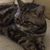 Cathy Kaufi's profile image