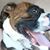 Janine Donofrio's profile image