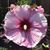 Missy Helwig's profile image