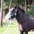 Carolyn N Herb Dill-Collier's profile image