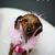 Kristin Brianne's profile image