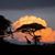 Lydia Keene Williams's profile image