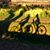 Carole Sparks Arcellana's profile image
