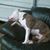Roni Sevier Lively's profile image