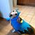 Joe Maestas's profile image
