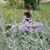 Gina Finney Pharris's profile image