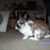 Kelly Pesveyc's profile image
