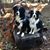 Janet Goliger's profile image