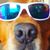 Peter Meyer's profile image