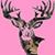 Dyane Williams's profile image