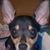 Victor Louie's profile image