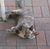 Adil Lotia's profile image