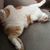Amy Tuttle Sekel's profile image