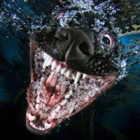 Damon H. Boyce's profile image