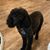 Laura Bumbalough Sprance's profile image