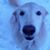 Lisa Crossett Sparrow's profile image
