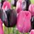Rose Lea Caston's profile image