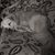 Grete Zimmer's profile image