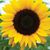 Mindy Hay's profile image
